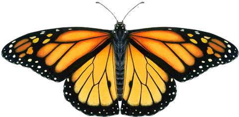 buterfly town usa april 2 free palo alto lucie stern logo left