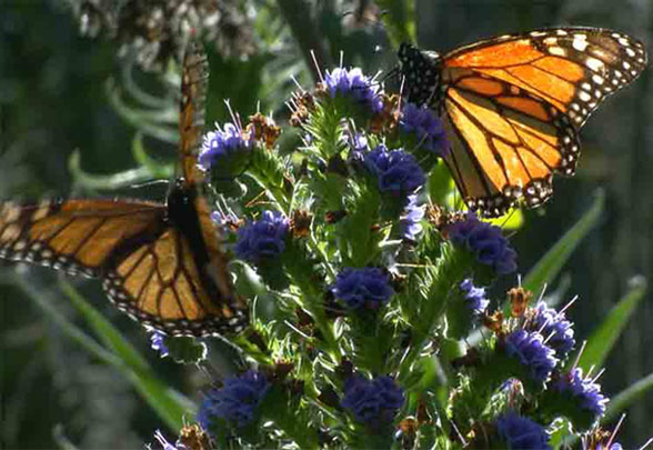 buterfly town usa april 2 free palo alto lucie stern