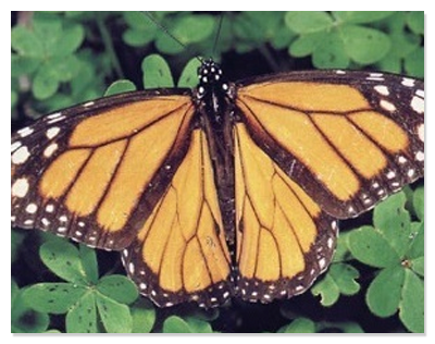 Monarch Dunes Butterfly Habitat