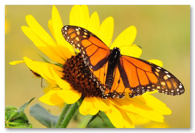 Monarch on Sunflower